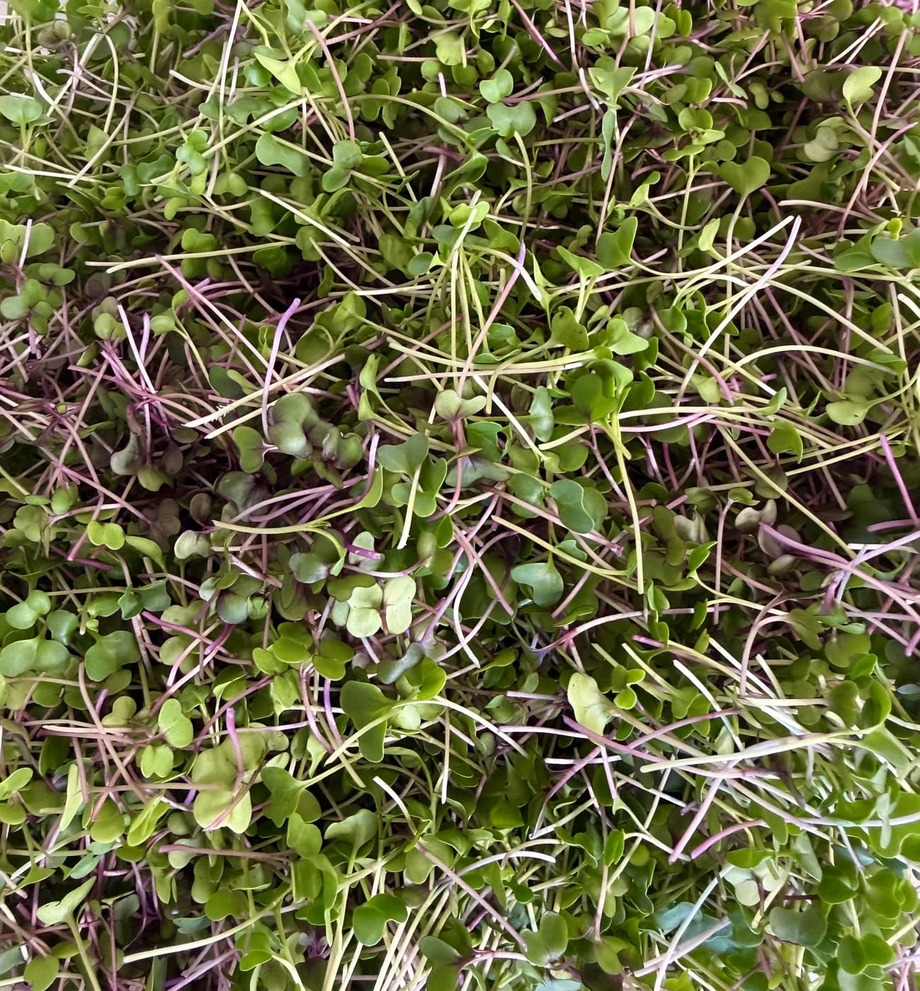 Freshly harvested Mild Wellness Mix with green leaves and purple stems
