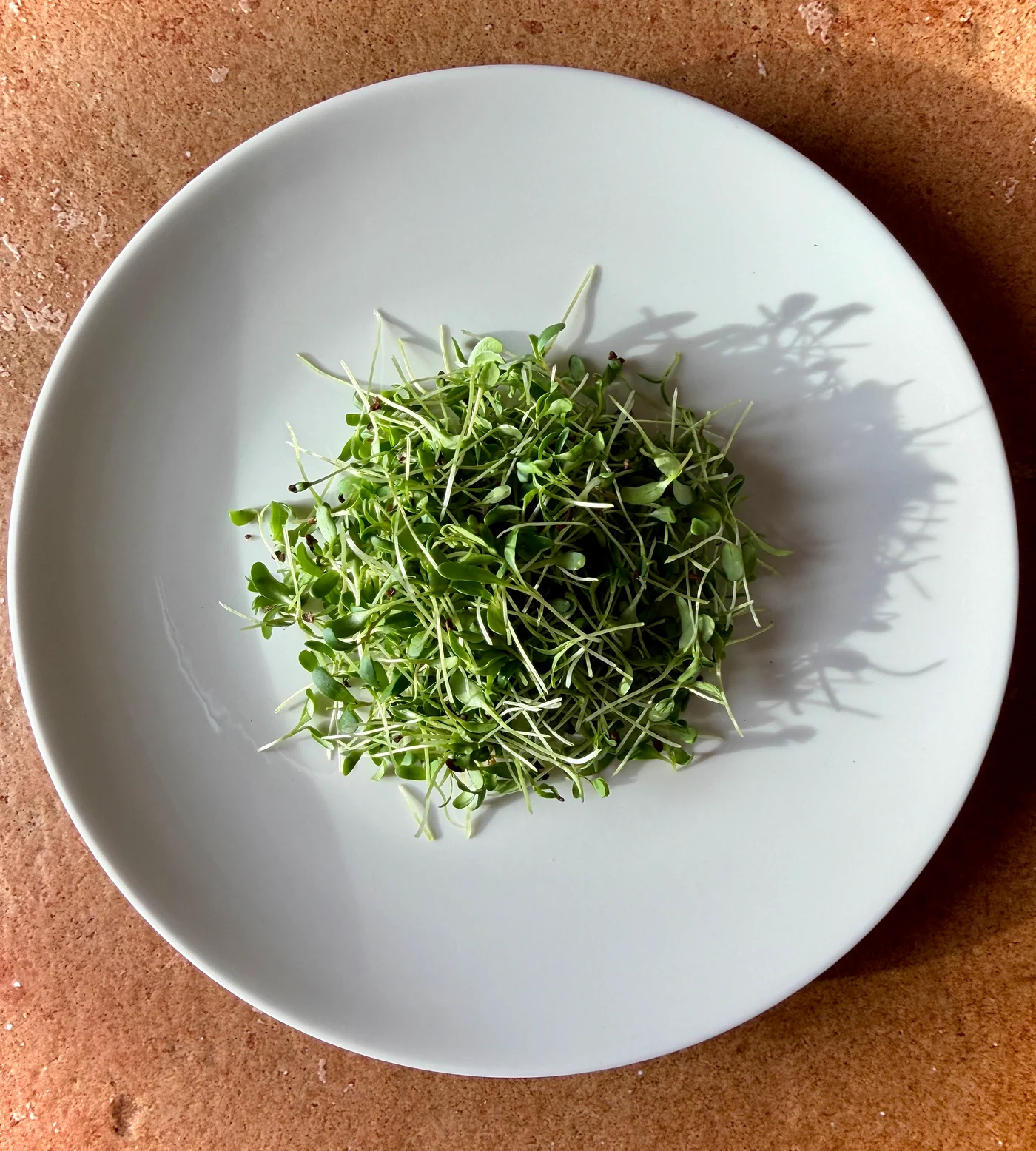 Freshly harvested microgreens piled on a white plate in the sunlight