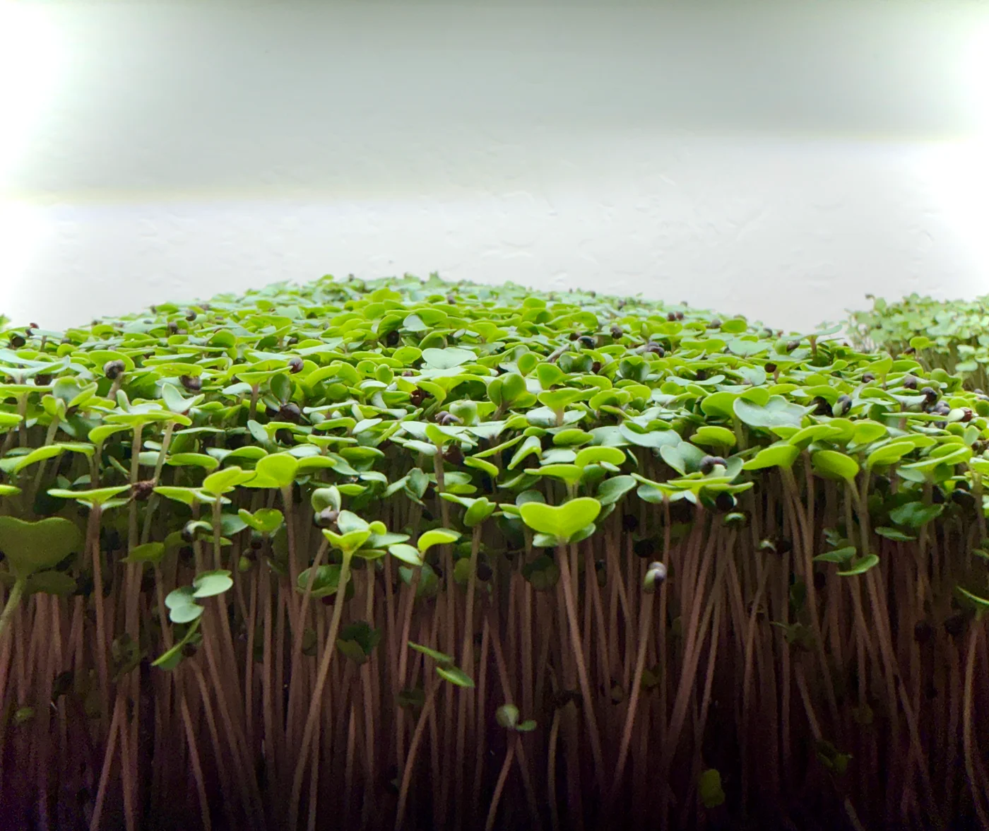 A dense canopy of tender kale microgreens