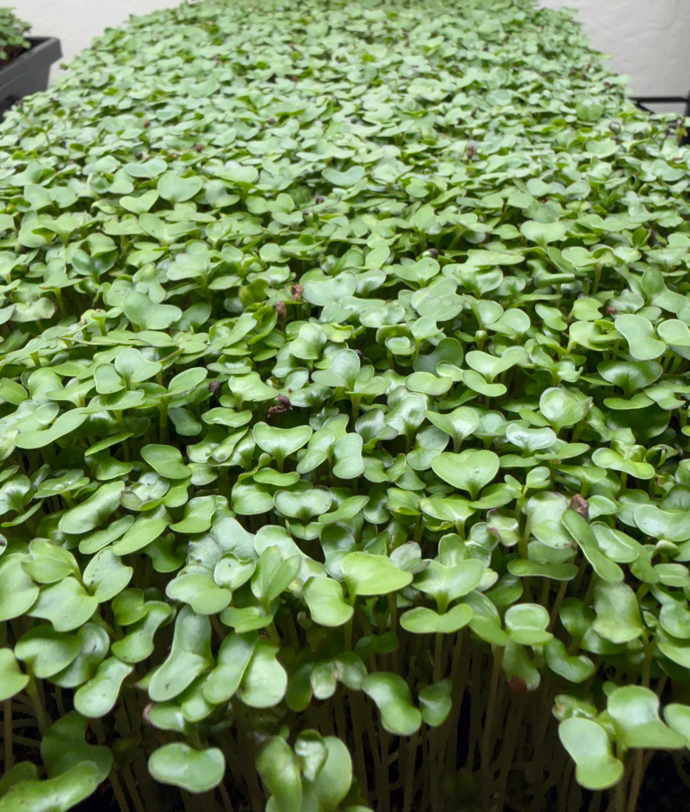 A close-up of lush green microgreens with tender leaves and slender stems