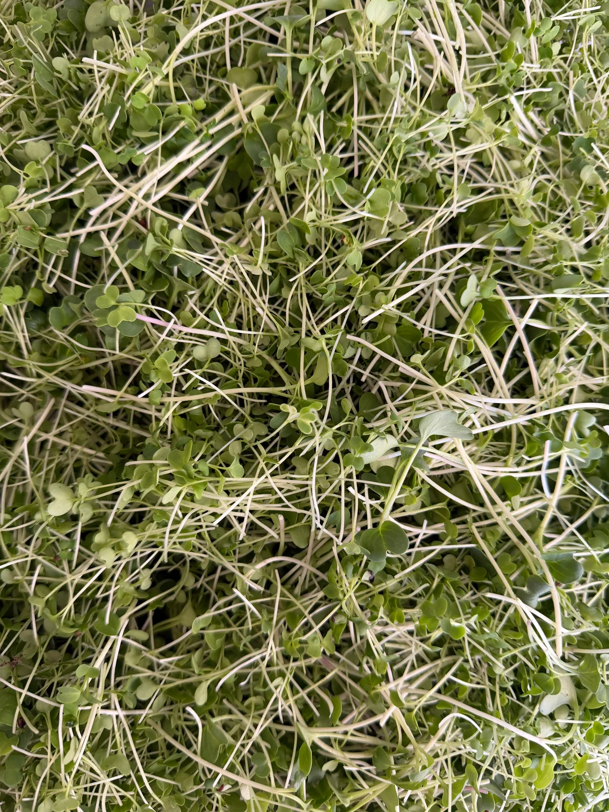 Fresh Spicy Wellness Mix with tender green leaves and slender pale stems