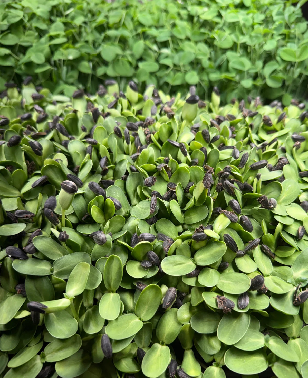 Young sunflower shoots with dark seed hulls, growing in front of pea shoots
