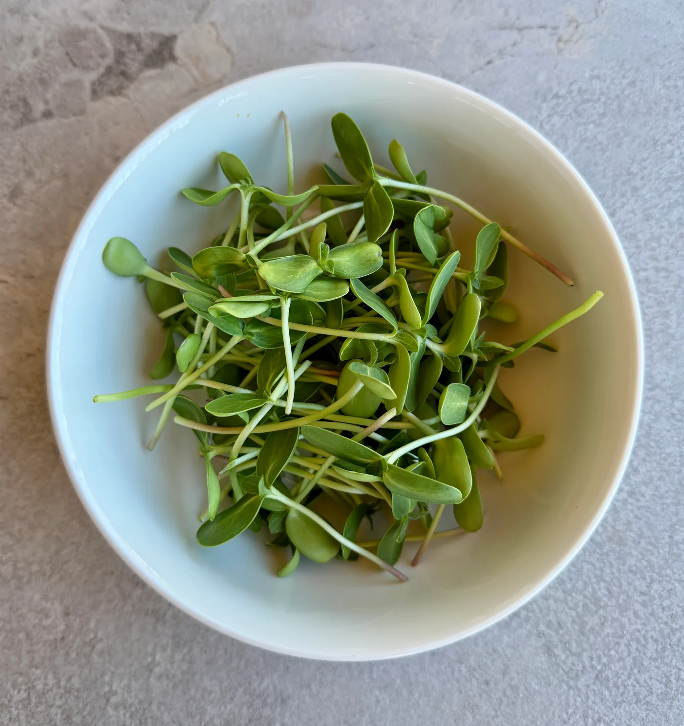 Freshly harvested sunflower shoots with bright green leaves in a white bowl